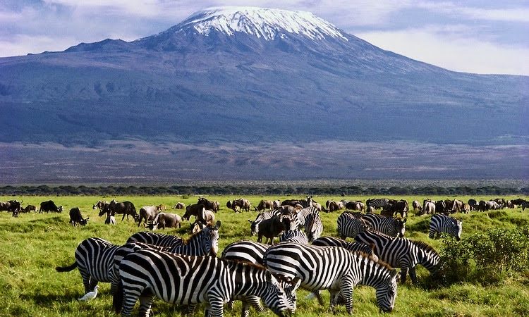 Amboseli gallery 5