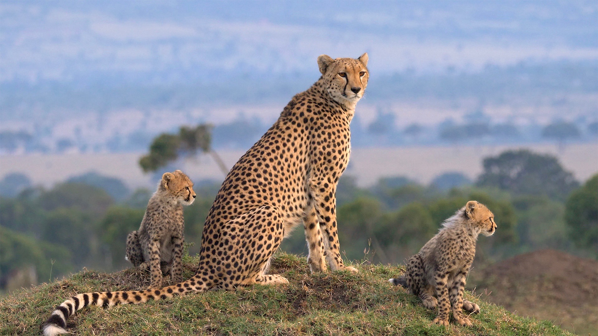 Masai Mara gallery 2