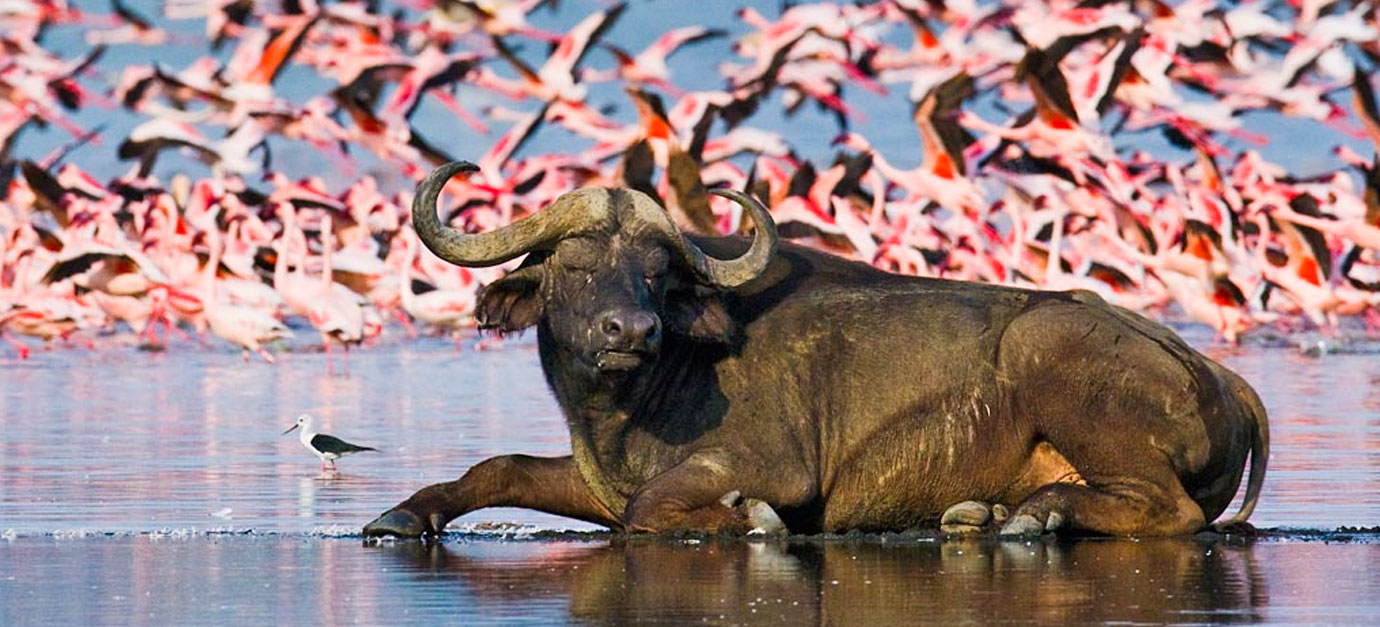 Nakuru gallery 2